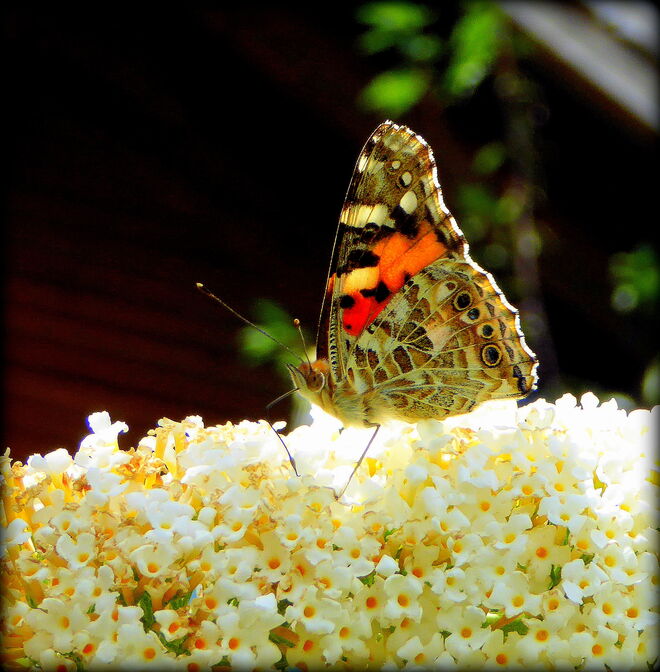 ein Distelfalter beim Sommerflieder
