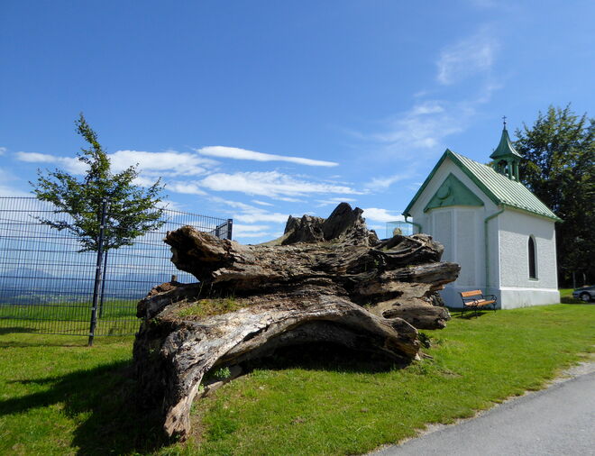 die alte und die junge Kaiserbuche