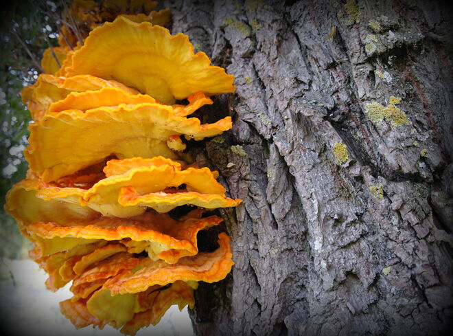 "GEMEINER SCHWEFELPORLING"