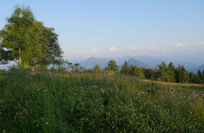 Sommerblumenwiese am Gaisberg