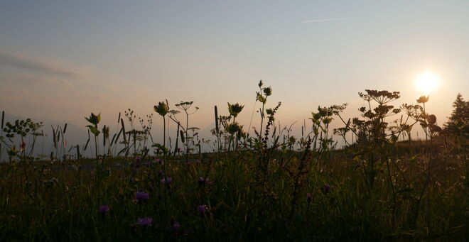 Blumensilhouetten am Abend