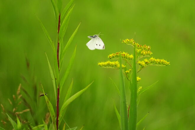Es fliegt, es fliegt...