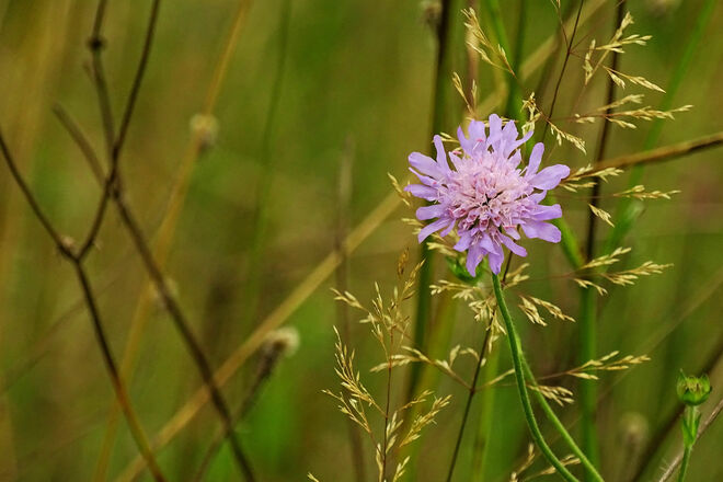 Zarte Wiesenbewohner