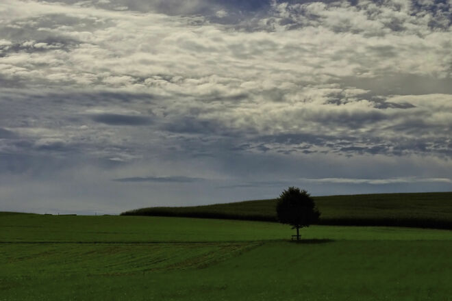 Viele, viele Schäfchen