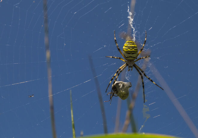 Spinnennachtisch  ;  )