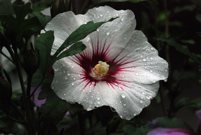 Lichtblick am Regentag!