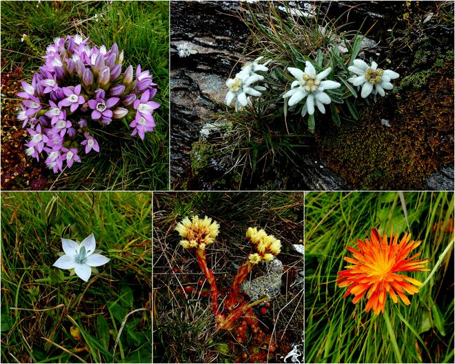 Blumengruß vom Kareck