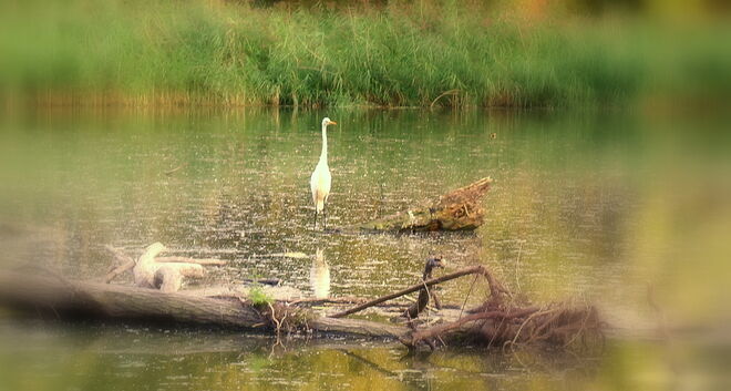 "EUROPARESERVAT UNTERER INN"