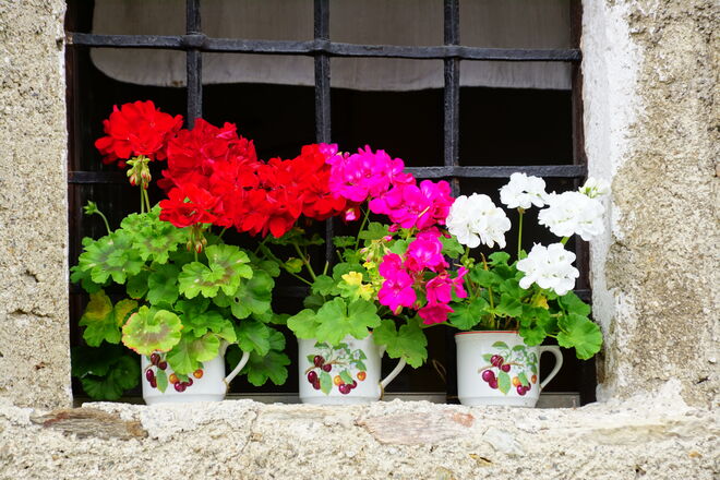 Originell - Blumen im Häferl