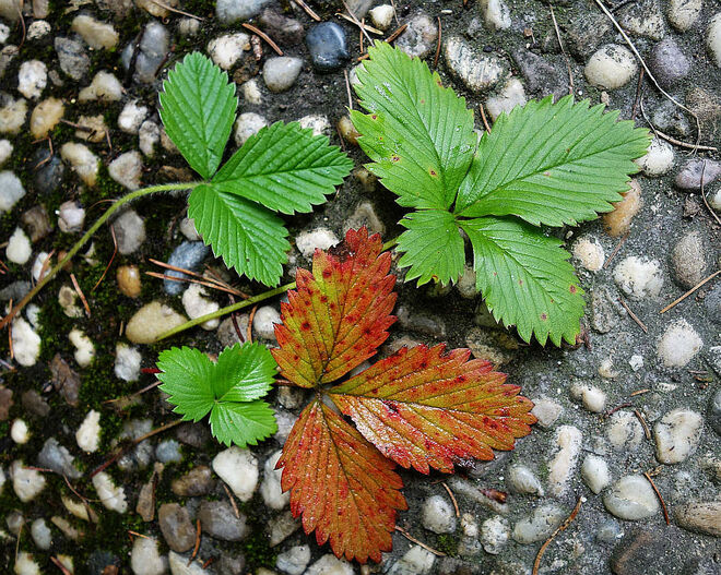 unterschiedlich . . .