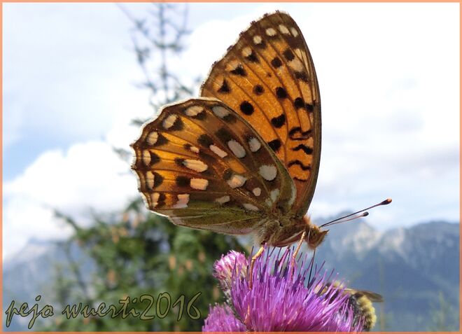 Distel mit Flatterling ganz nah!