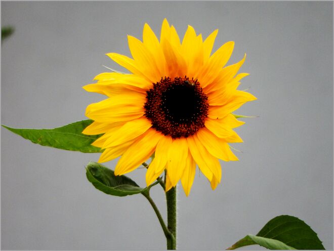 Nachzügler-Sonnenblume