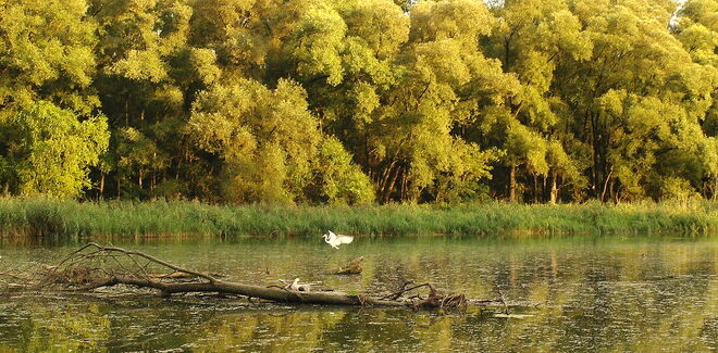 "SILBERREIHER IM ANFLUG"