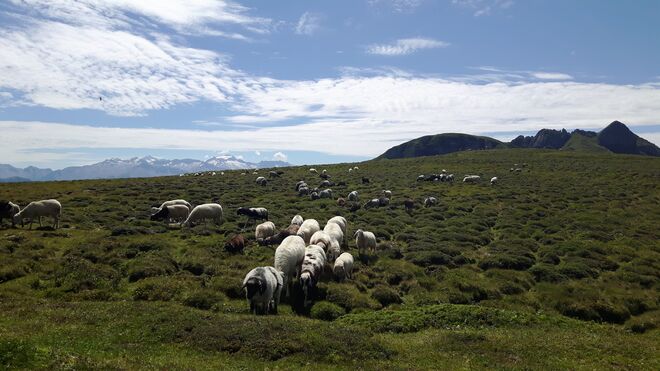 Glückliche Almschafe