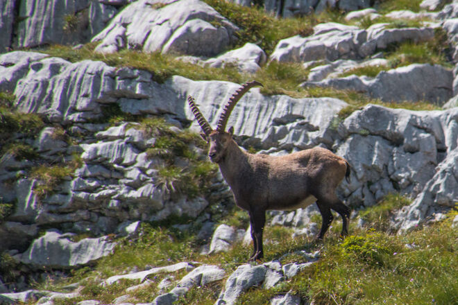 Eine Begegnung im Gebirge