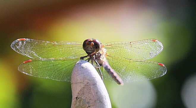 Libelle im Herbstlicht
