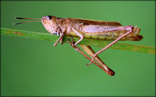 ängstliche Schrecke ;-))