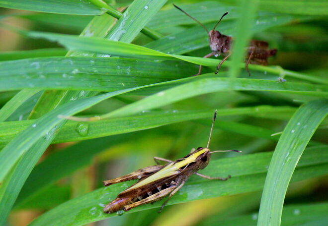 unter Beobachtung ....