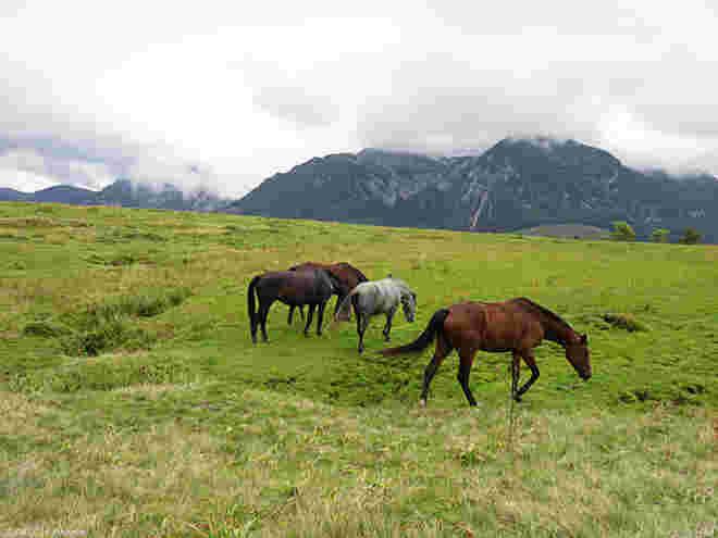 Postalm Impressionen (2)
