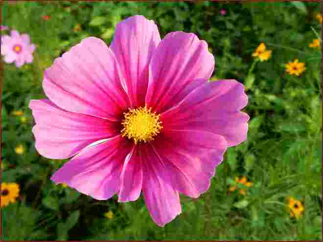 Wiesenblume
