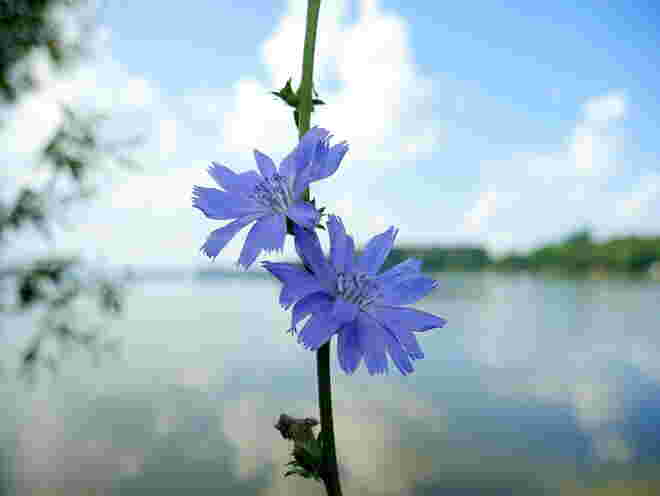 Himmelblaue Wegwarte