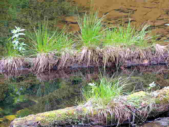 überwuchernde Natur