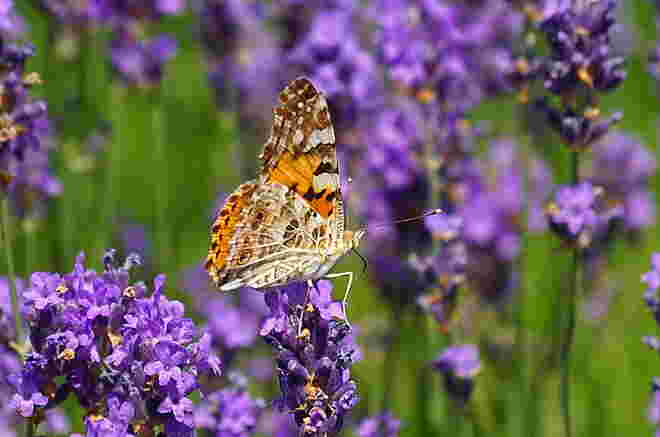 Prächtiger Distelfalter im Lavendel