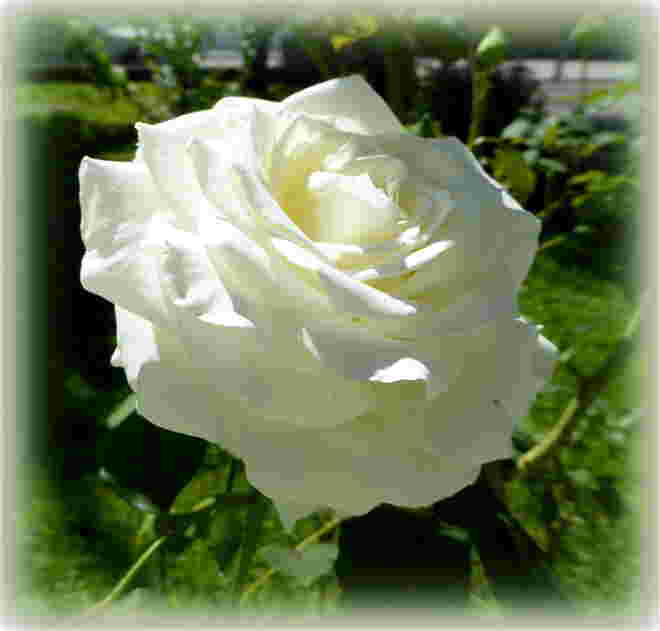 eine weiße Rose..