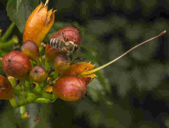Besucherin