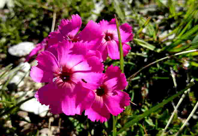 Alpennelke