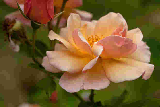 Eine Rose im Garten