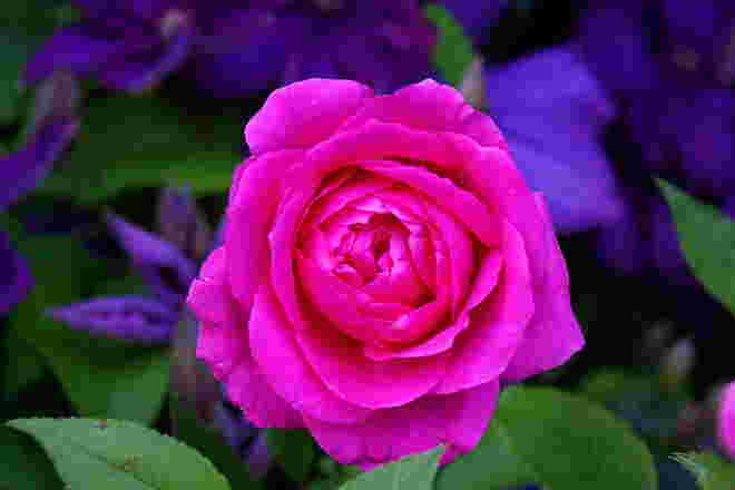 Herrliche Rosenblüte