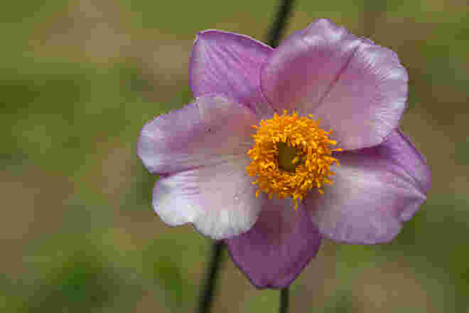 Herbstanemone