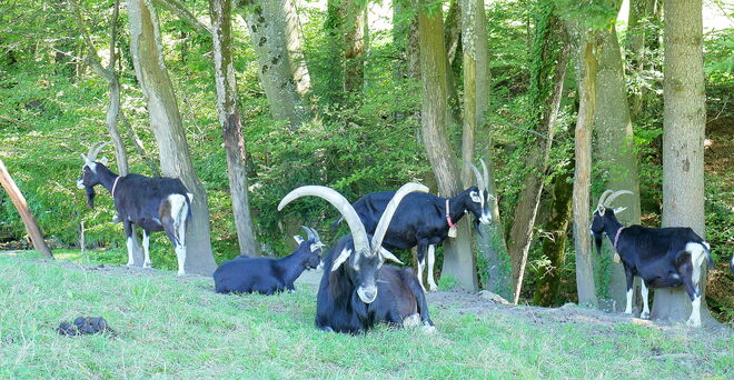 Siesta mit den Damen im Schatten der Bäume