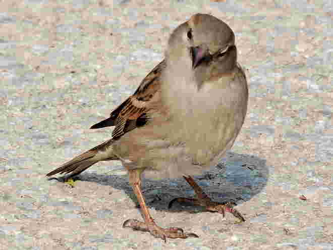 Spatz nicht in der Hand