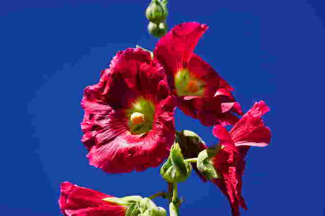 Leuchtend rot - Stockrosen auf 1000 m