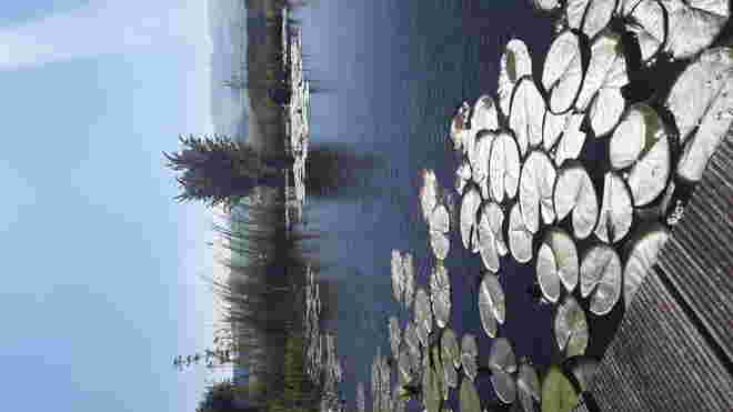 Stille