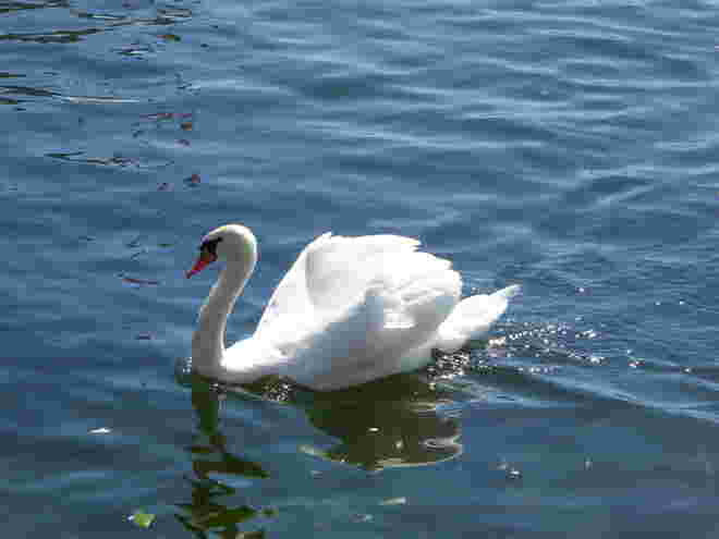 Sommer  am Traunsee