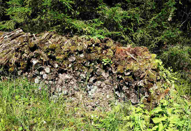 . . . der Wald nimmt s zurück