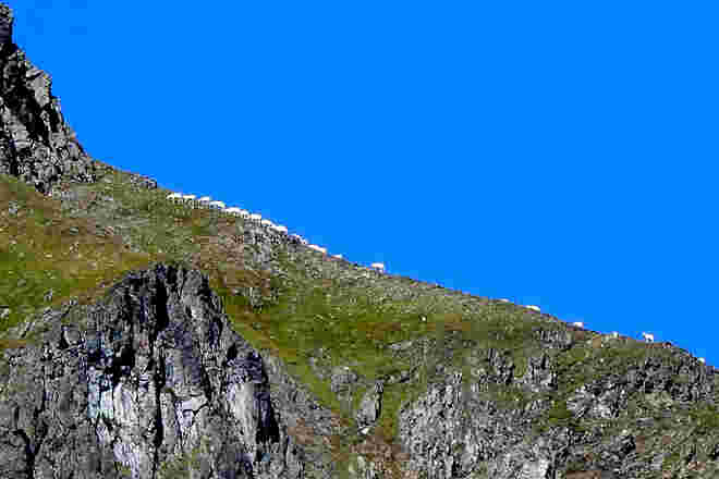 Wollige Gratwanderung