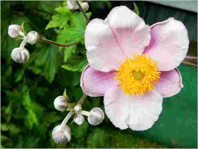 Herbst-Anemone
