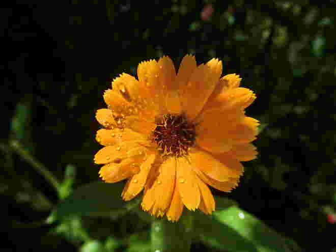 Ringelblume