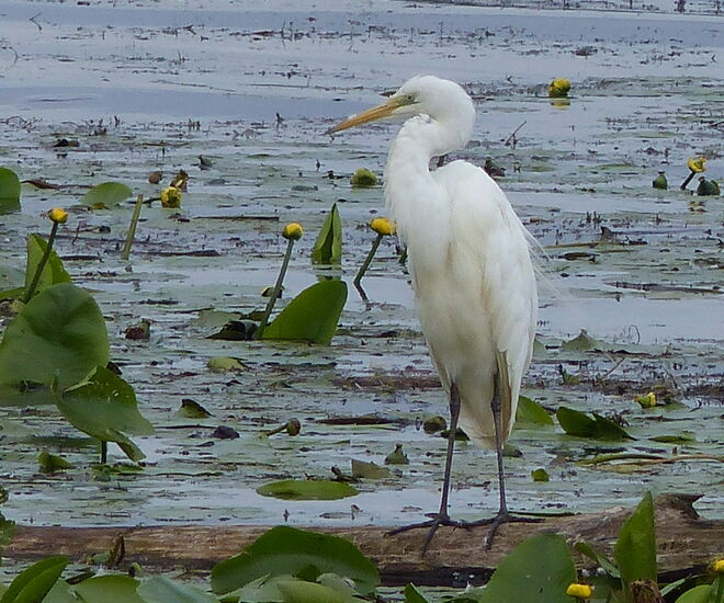 Und wieder ein Reiher...