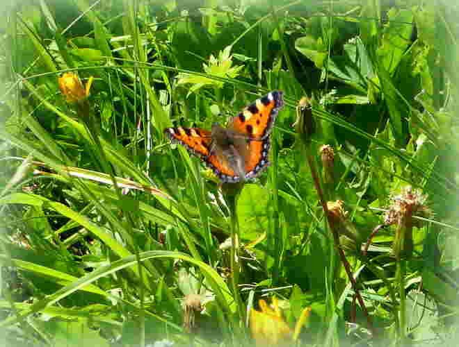 kleiner Fuchs