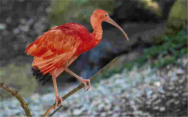 roter Sichler