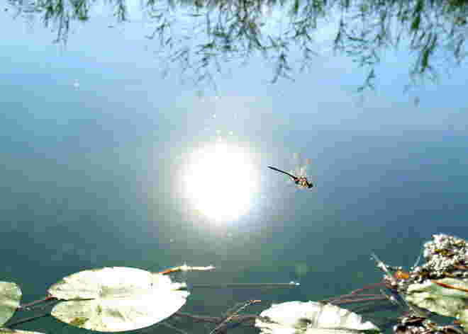 Sonnenspiegelung mit Libelle