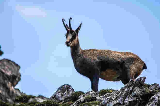 Berggams am Hochkönig