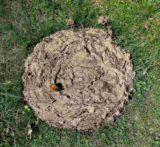 Der nahrhafte Planet