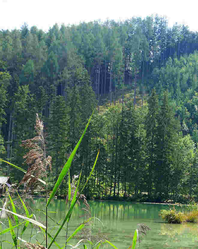 Wald = Stämme