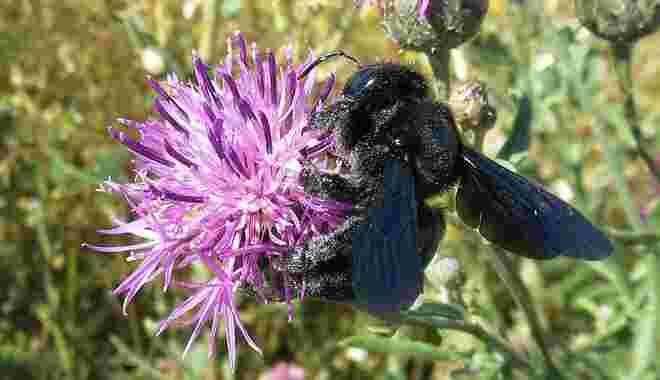 Blaue Holzbiene auf Wollkratzdistel